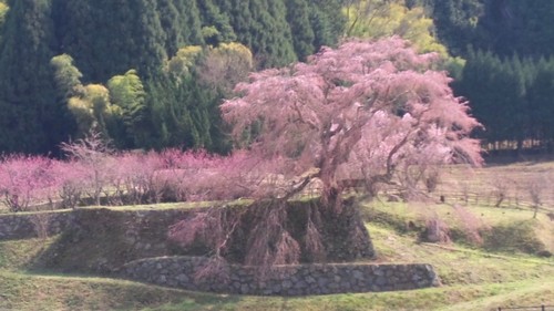 桜 (38).jpg